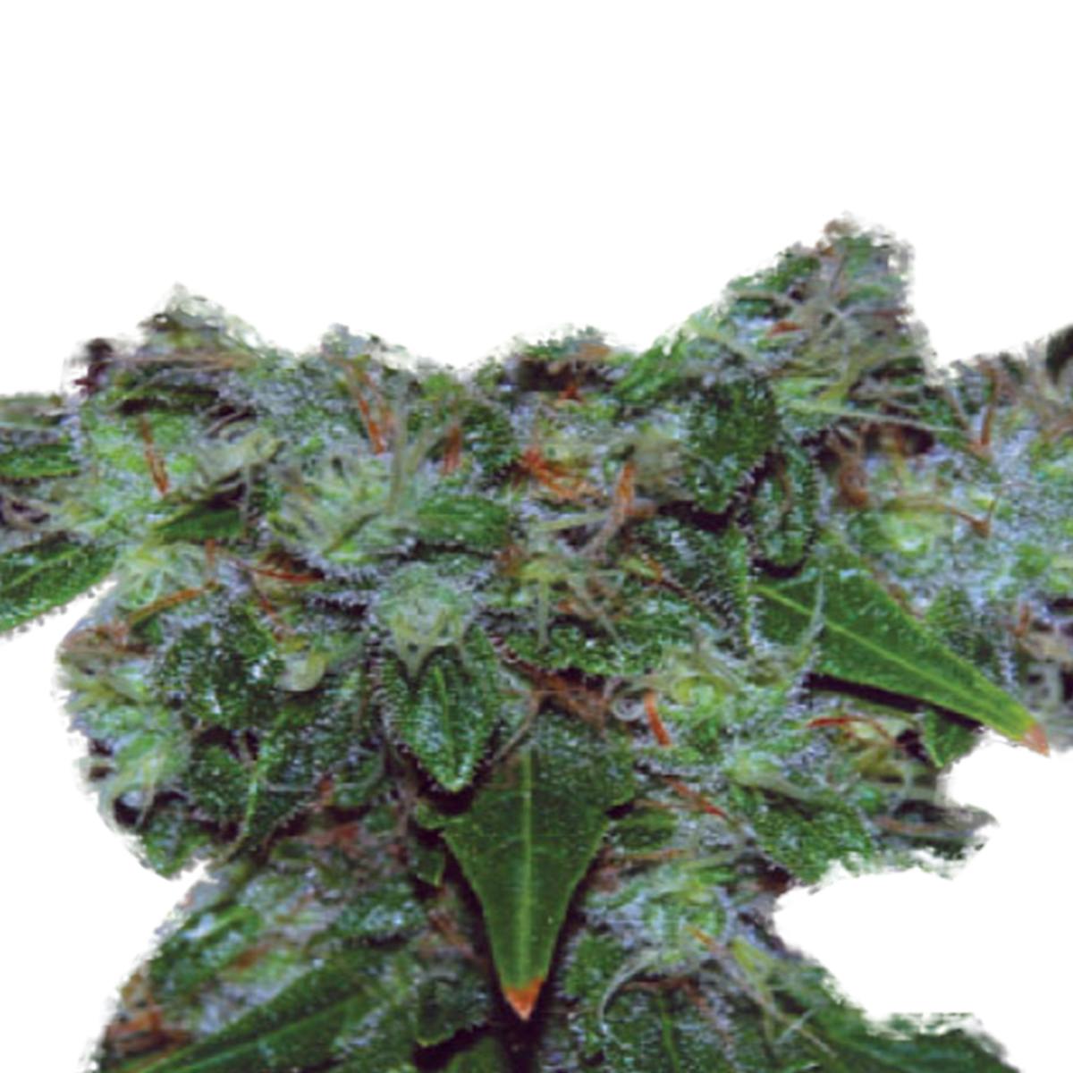 Expert Seeds - Blue Funk Auto a.k.a. Blue Cheese Auto - 1