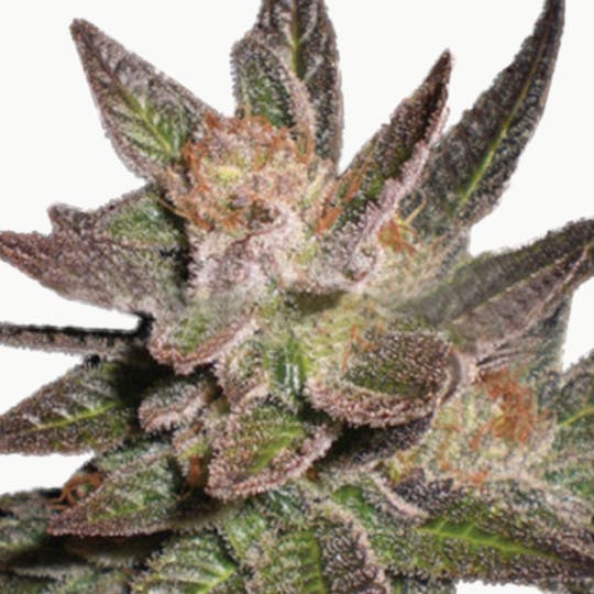 Expert Seeds - LAVANDULA - 1