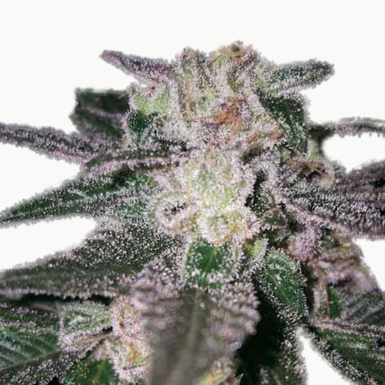 Expert Seeds - Gorilla Cookies - 1