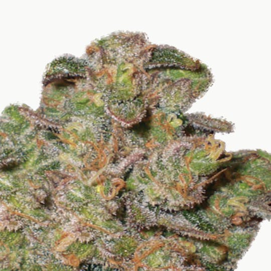 Expert Seeds - Funky Skunk - 1