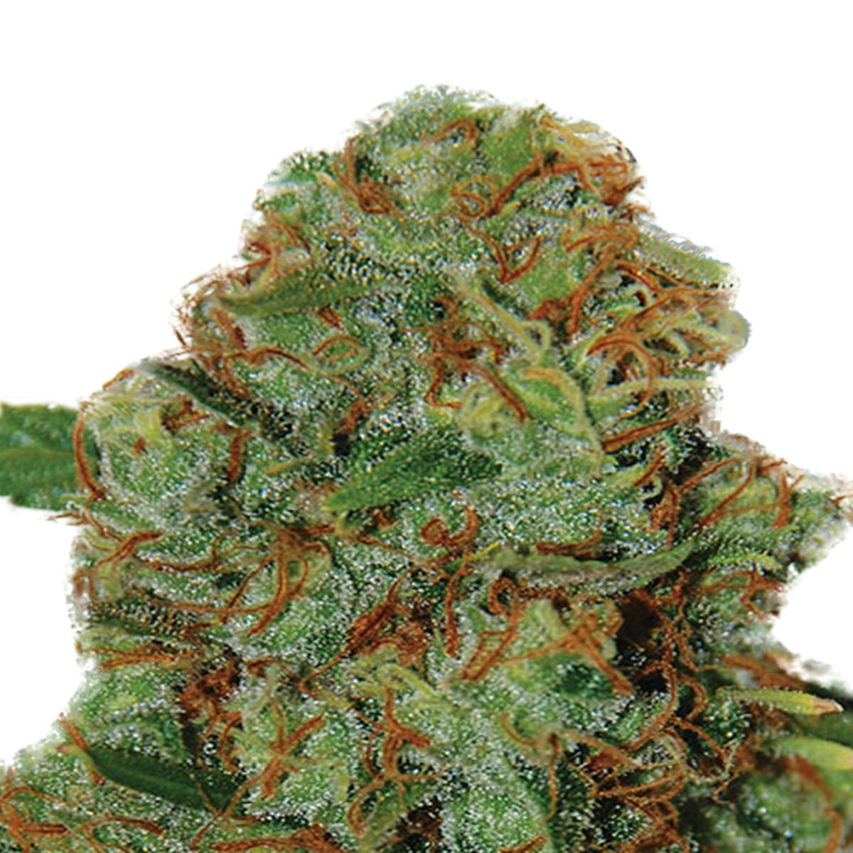 Expert Seeds - Expert Haze - 1