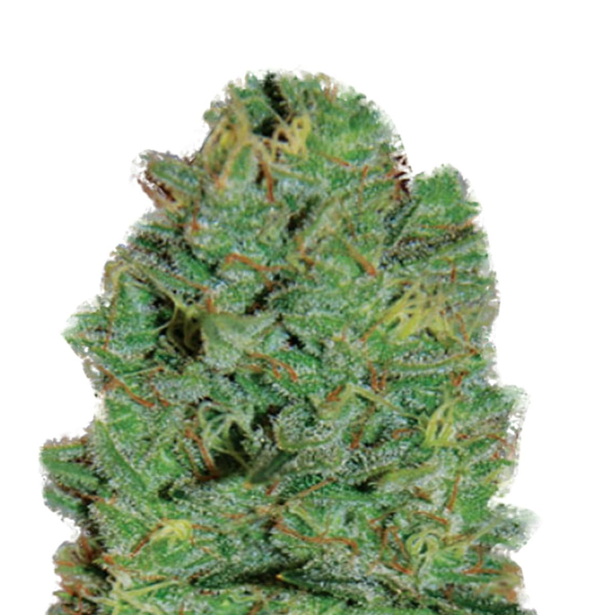 Expert Seeds - Amnesia Haze - 1