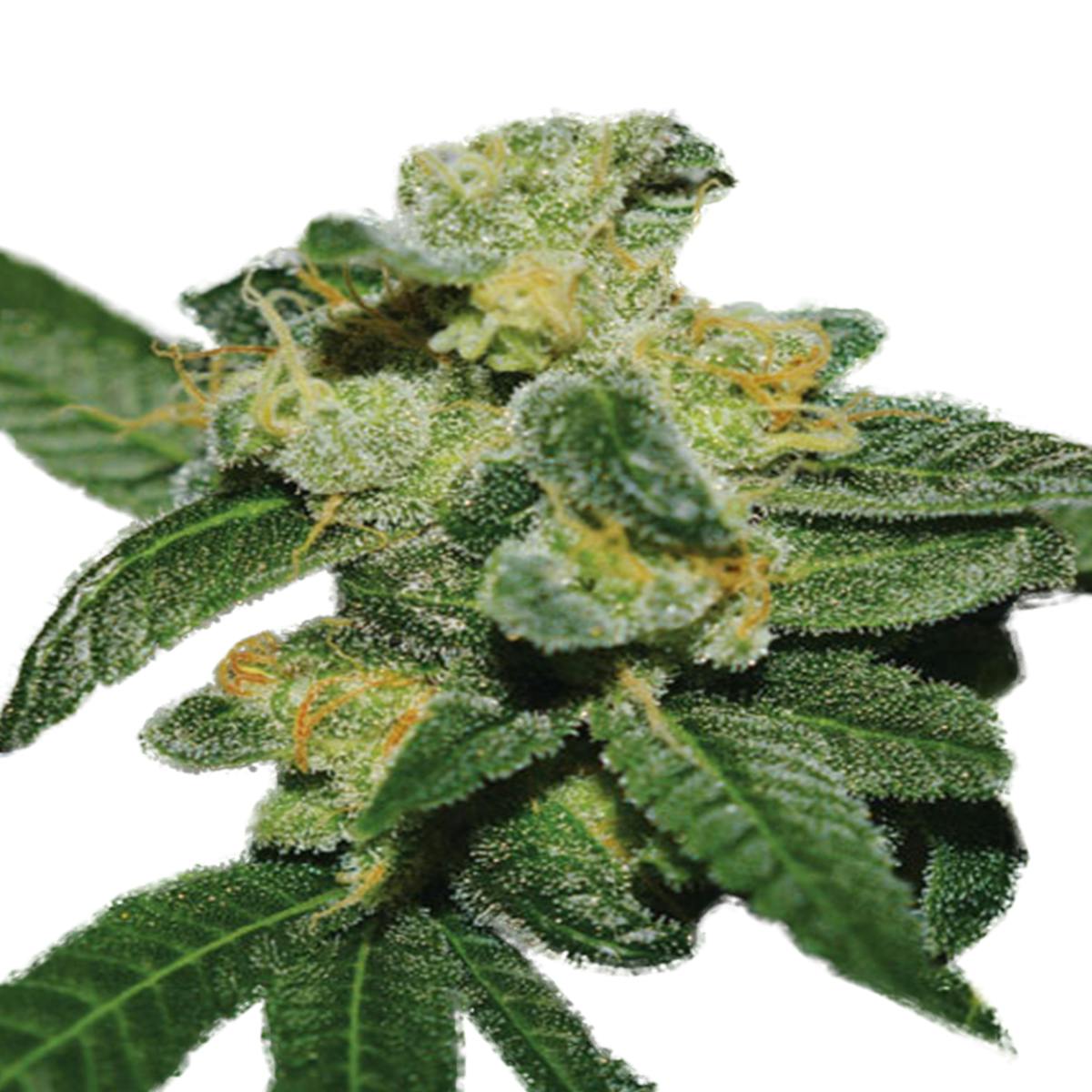 Expert Seeds - White Gold - 1