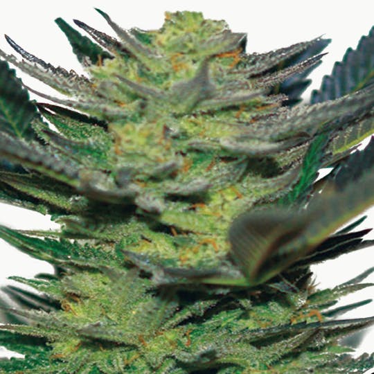 Expert Seeds - Afghan Skunk - 1