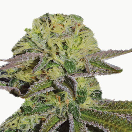 Expert Seeds - Sweet Zombie - 1