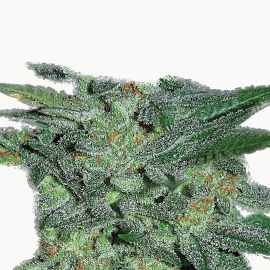 Expert Seeds - Northern Lights - 1