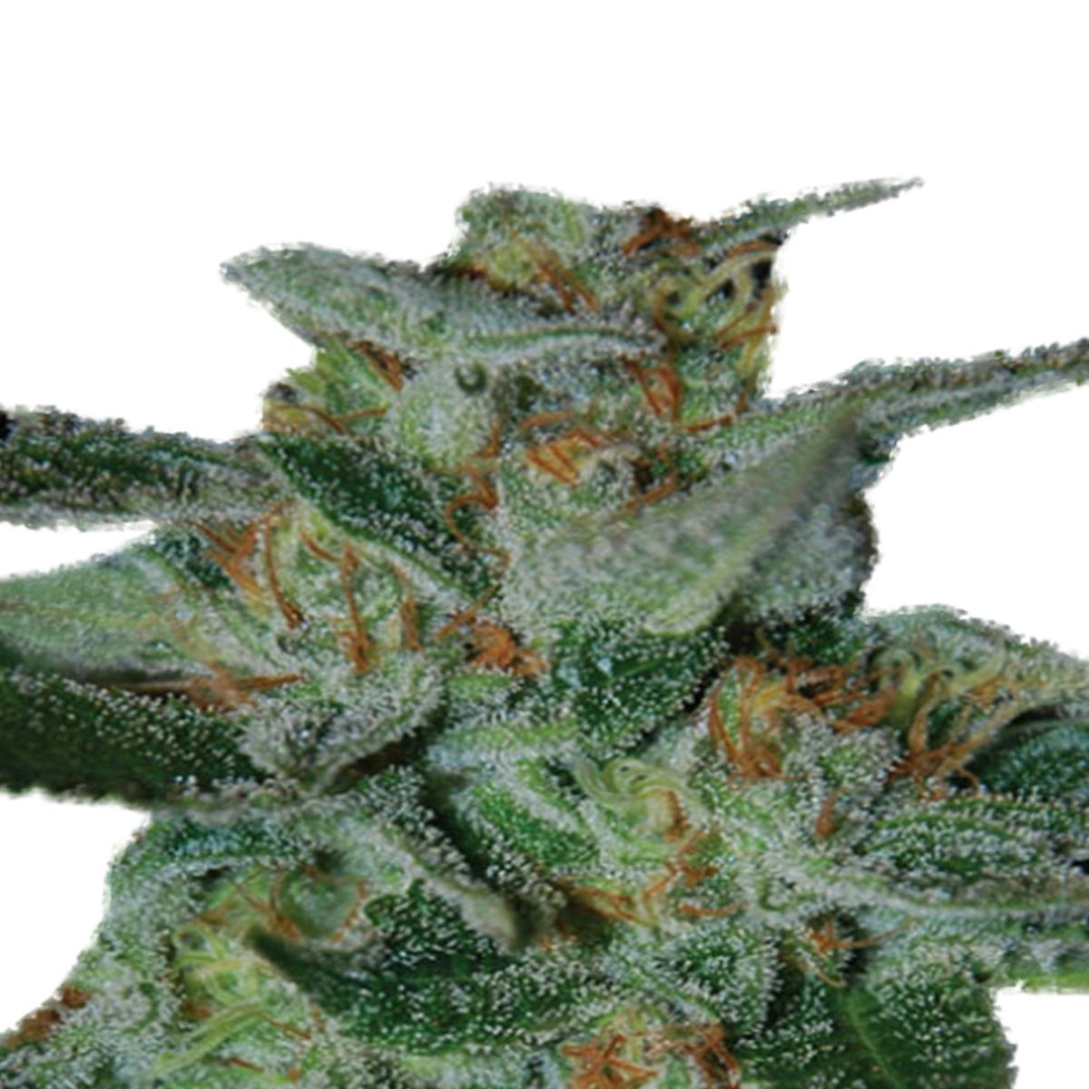 Expert Seeds - Blue Funk a.k.a. Blue Cheese - 1