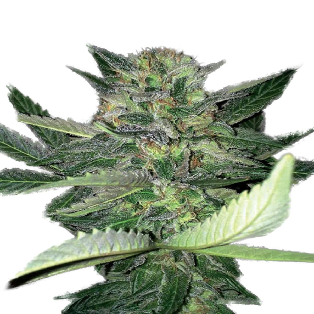 Expert Seeds - Critical Lights - 1