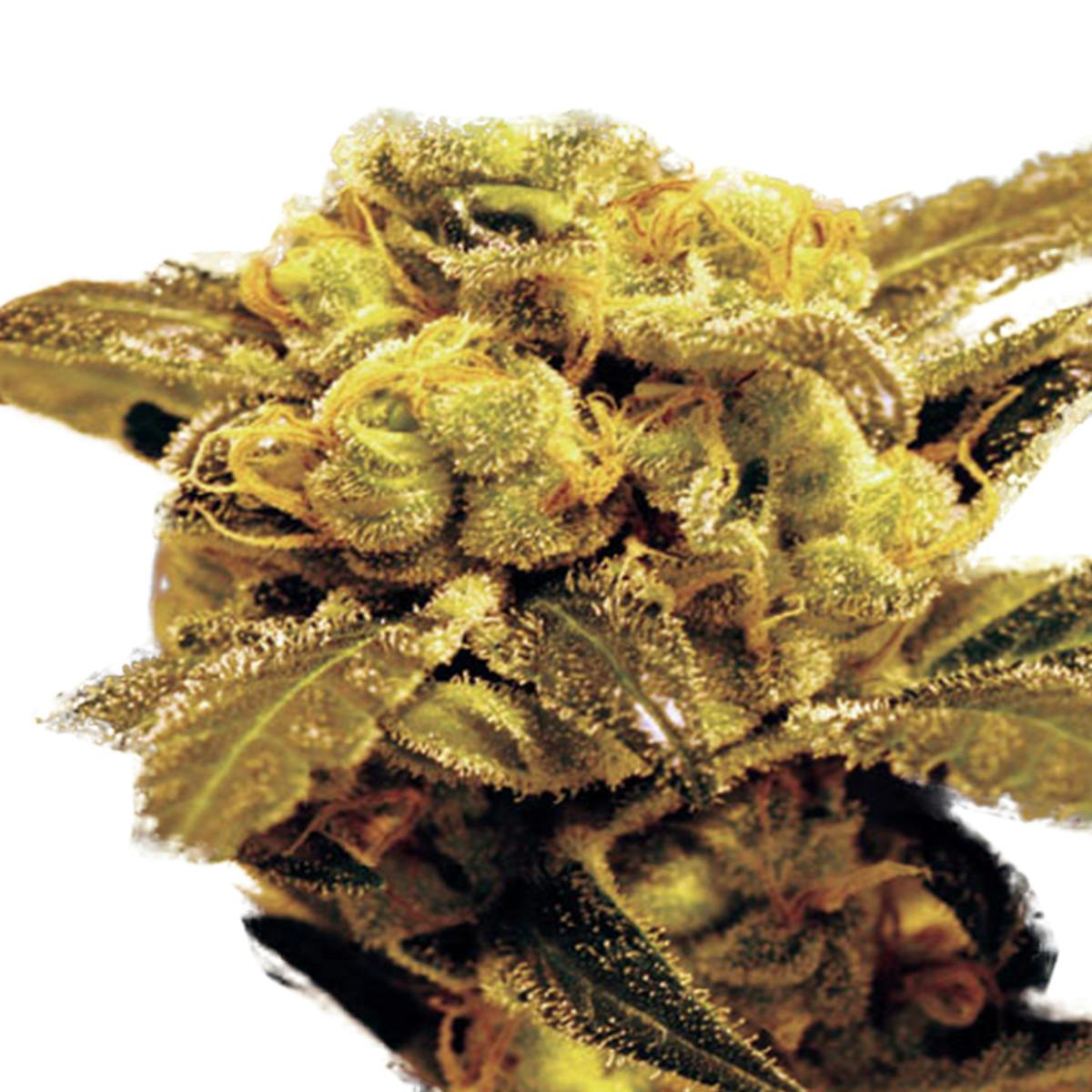 Expert Seeds - Fruit Salad - 1