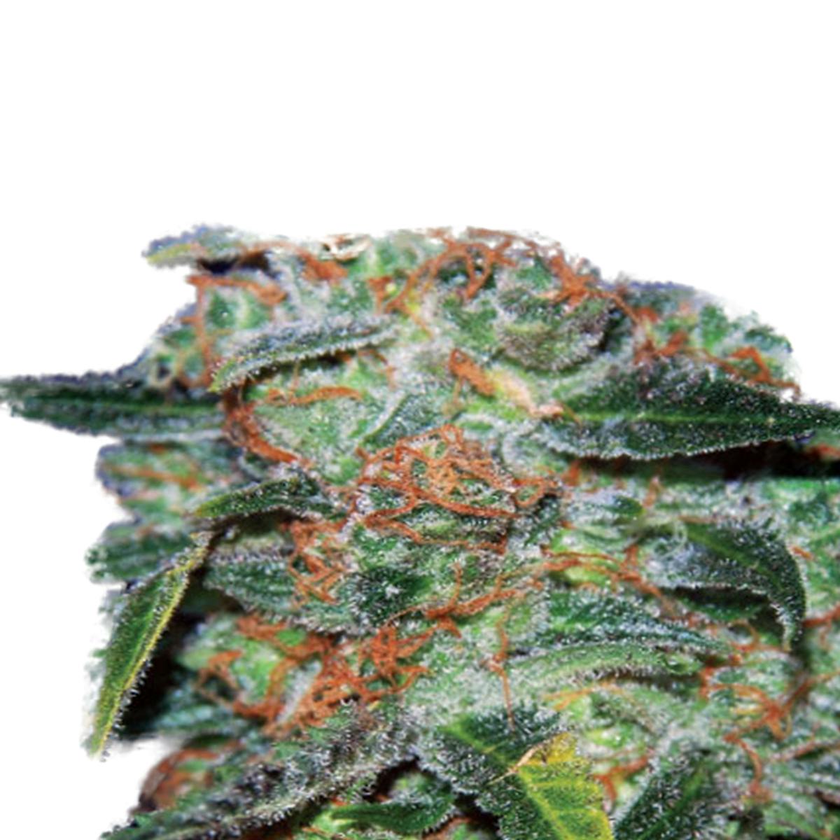 Expert Seeds - Funky Skunk Auto - 1