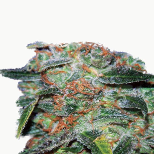 Expert Seeds - Funky Skunk Auto - 1