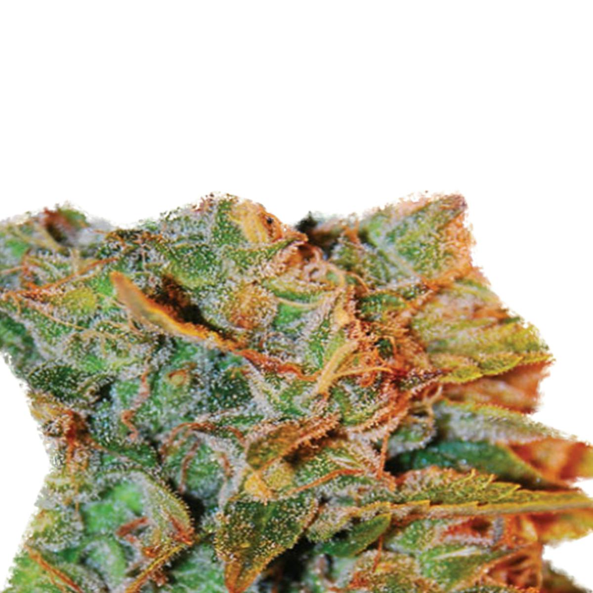 Expert Seeds - Northern Lights x Big Bud Auto - 1