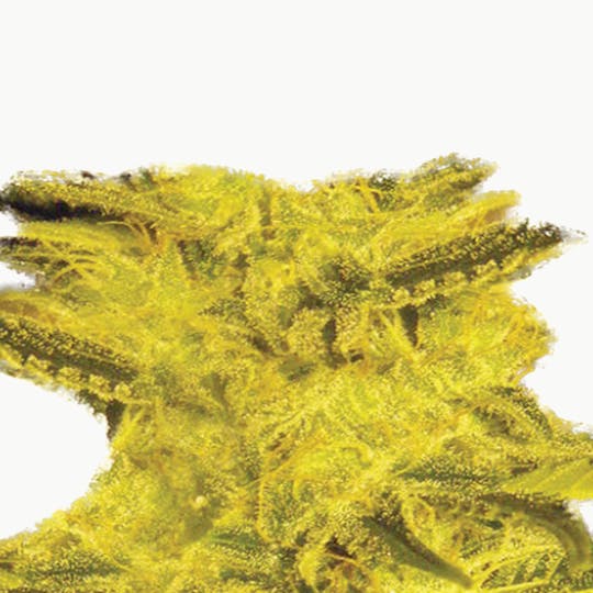 Expert Seeds - Caramella Auto - 1