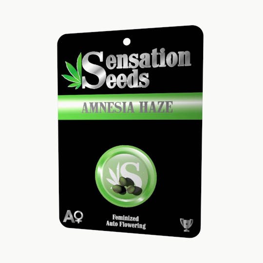 Sensation Seeds - Amnesia Haze (Autoflowering) - 1