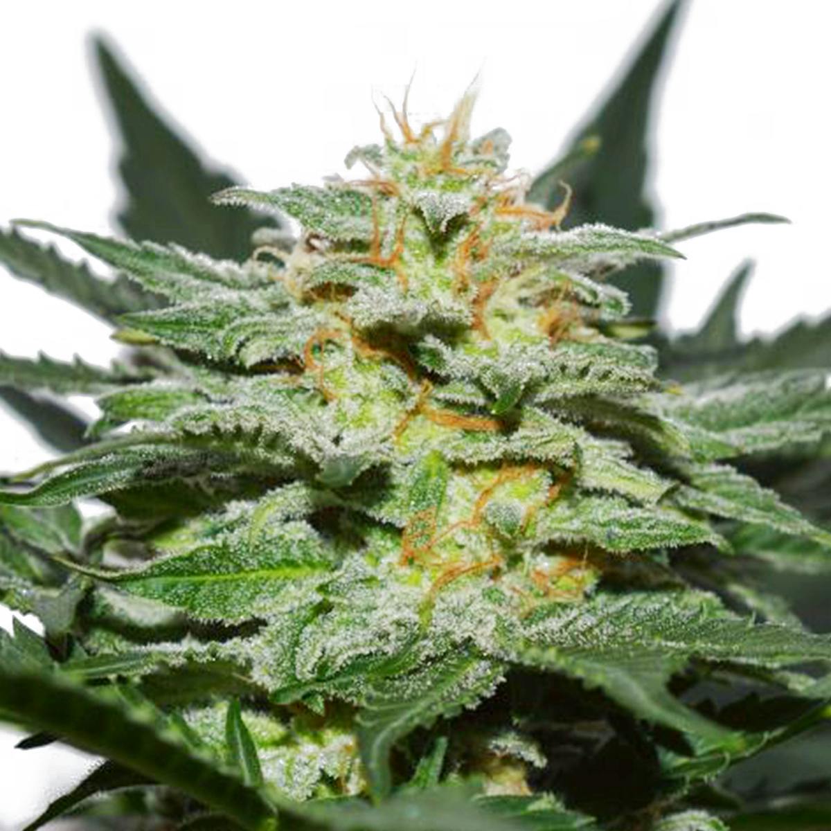 Garden of Green Seedbank - Sweetberry Cough Auto (Automatic Line) - 1