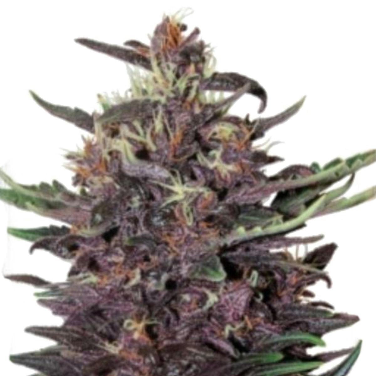 Garden of Green Seedbank - VIOLET KUSH AUTO(Automatic Line) - 1