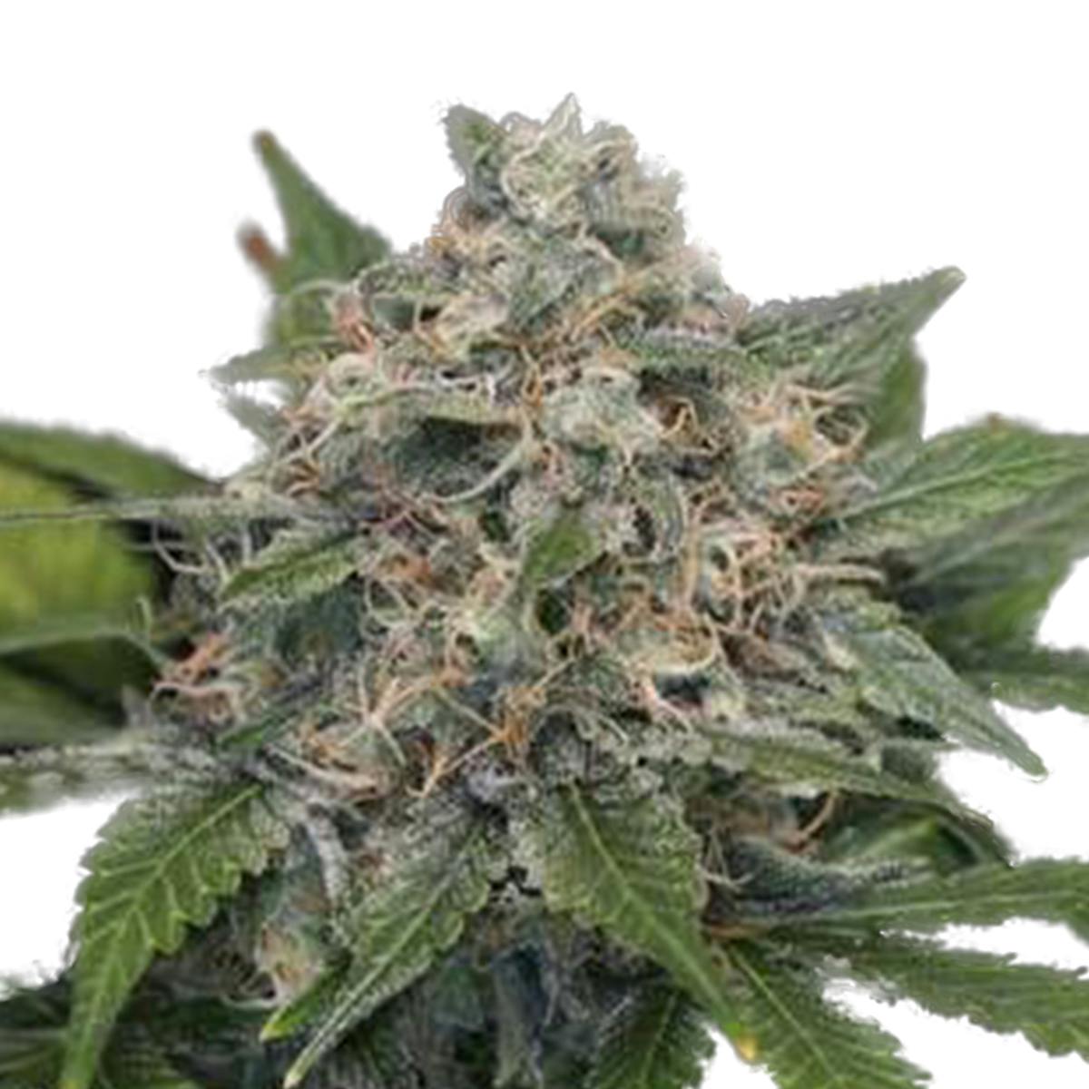 Garden of Green Seedbank - Super Pineapple Haze(Sativa Line) - 1