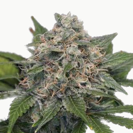 Garden of Green Seedbank - Super Pineapple Haze(Sativa Line) - 1