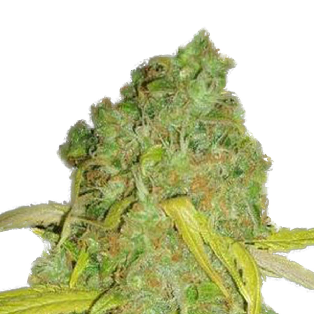 Garden of Green Seedbank - Pineapple Amnesia(Sativa Line) - 1