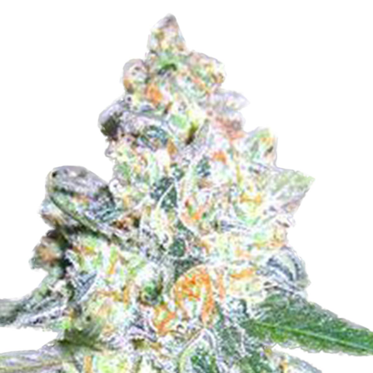 Garden of Green Seedbank - Diesel Berry Cough(Sativa Line) - 1