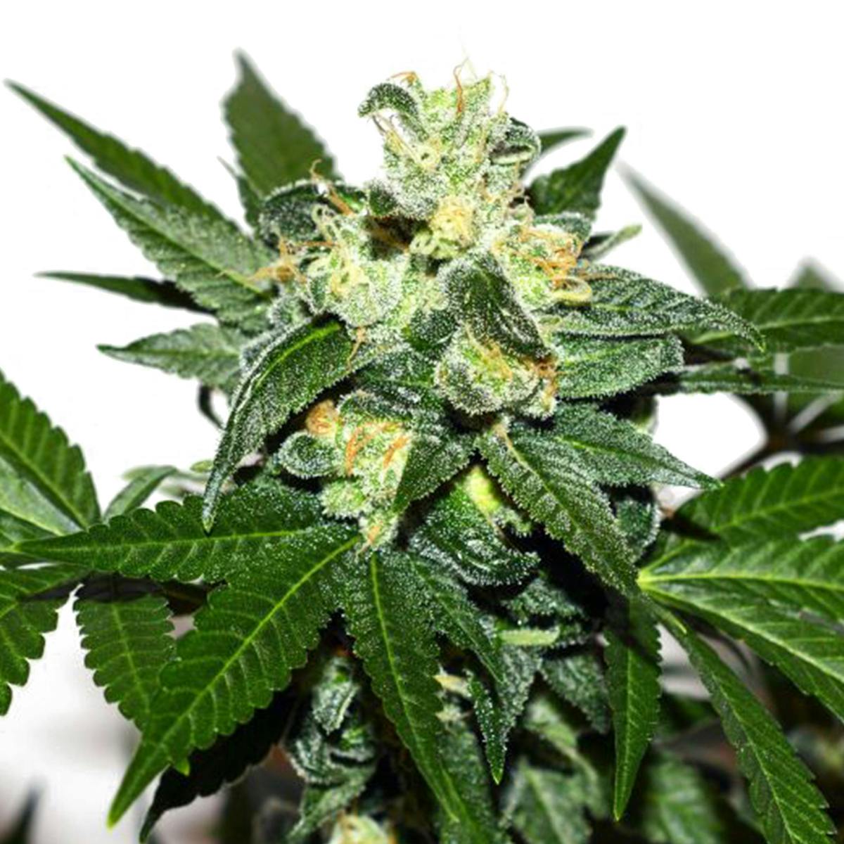 Garden of Green Seedbank - Citrus Paradisi(Sativa Line) - 1