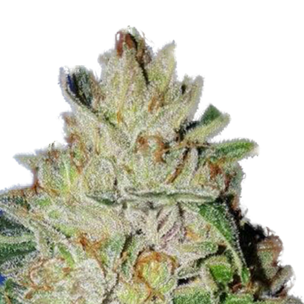 Garden of Green Seedbank - Violet Kush(Indica Line) - 1