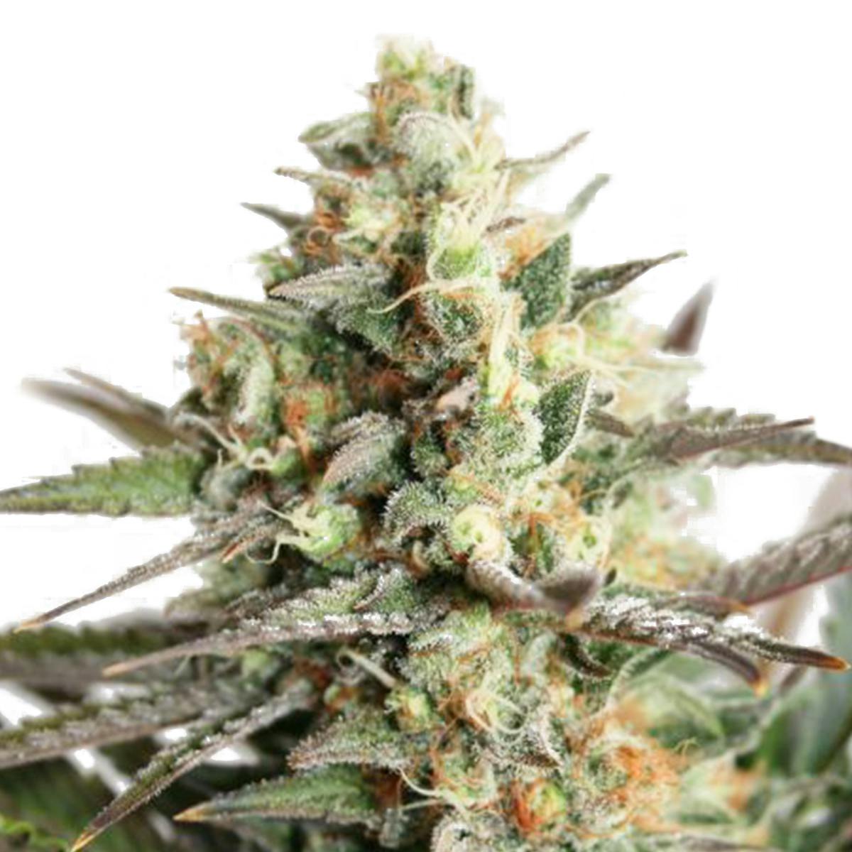 Garden of Green Seedbank - Dresden Green Diamond(Indica Line) - 1