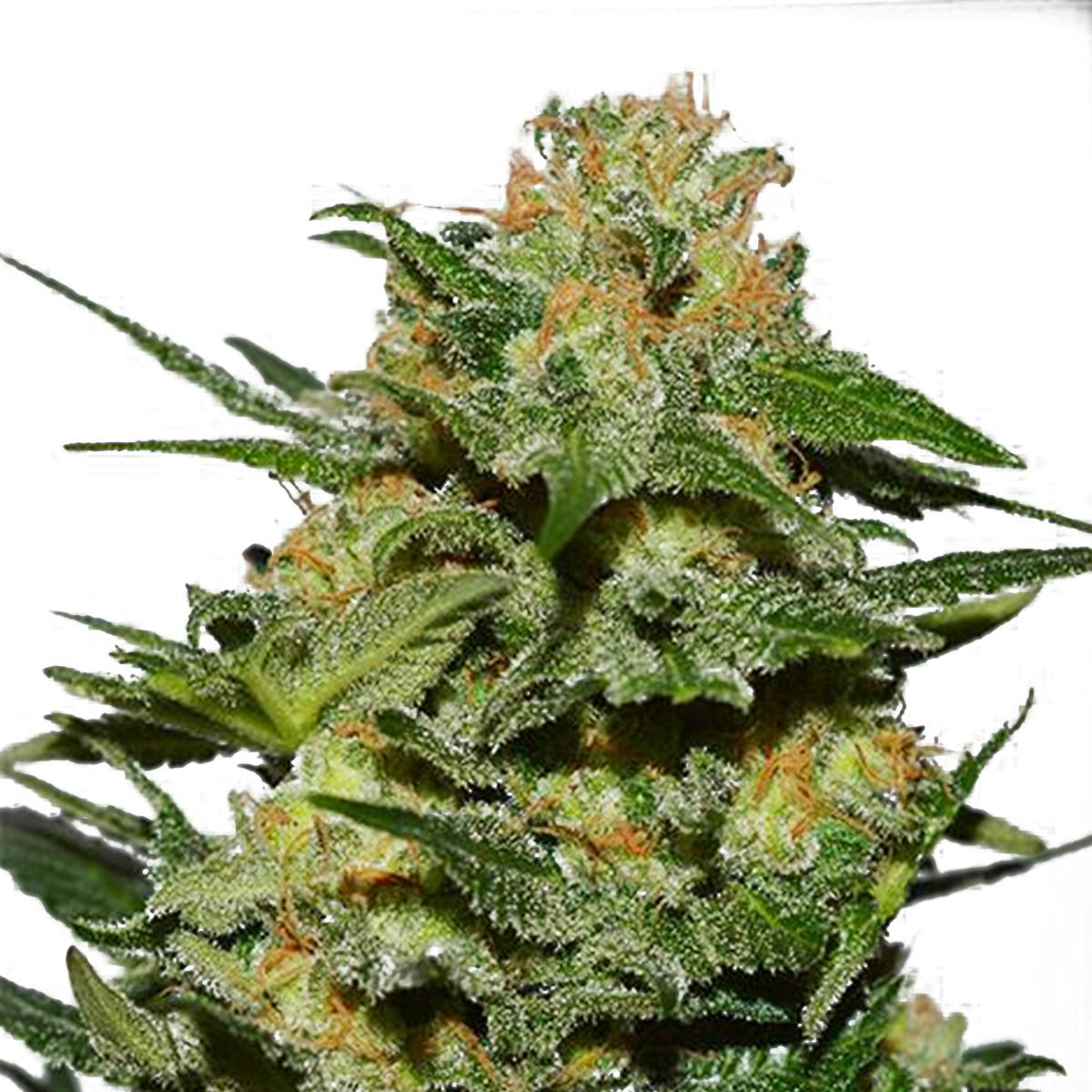 Garden of Green Seedbank - GREEN CRACK(Indica Line) - 1