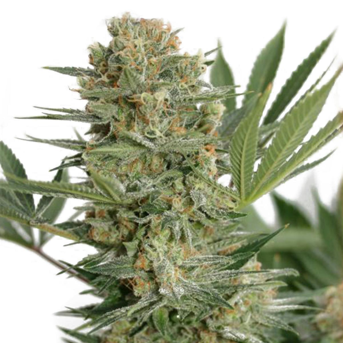 Garden of Green Seedbank - Sweet Russian(Indica Line) - 1