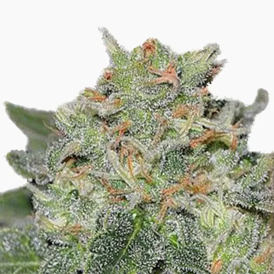 Garden of Green Seedbank - Super Skunk Kush(Indica Line) - 1