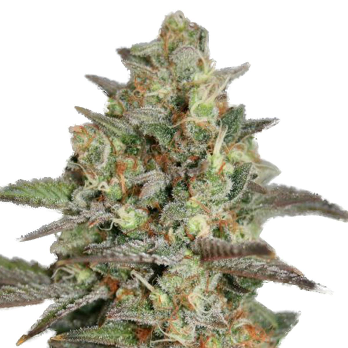 Garden of Green Seedbank - Kush Mass(Indica Line) - 1