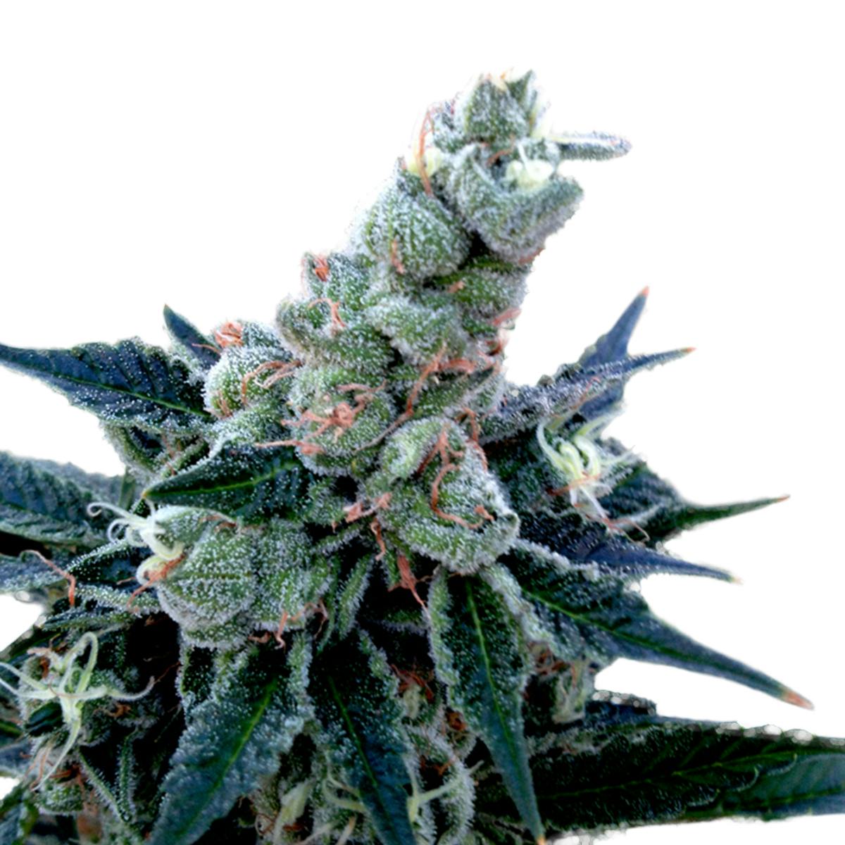 Grow Your Own - Double Alien 18 - 1
