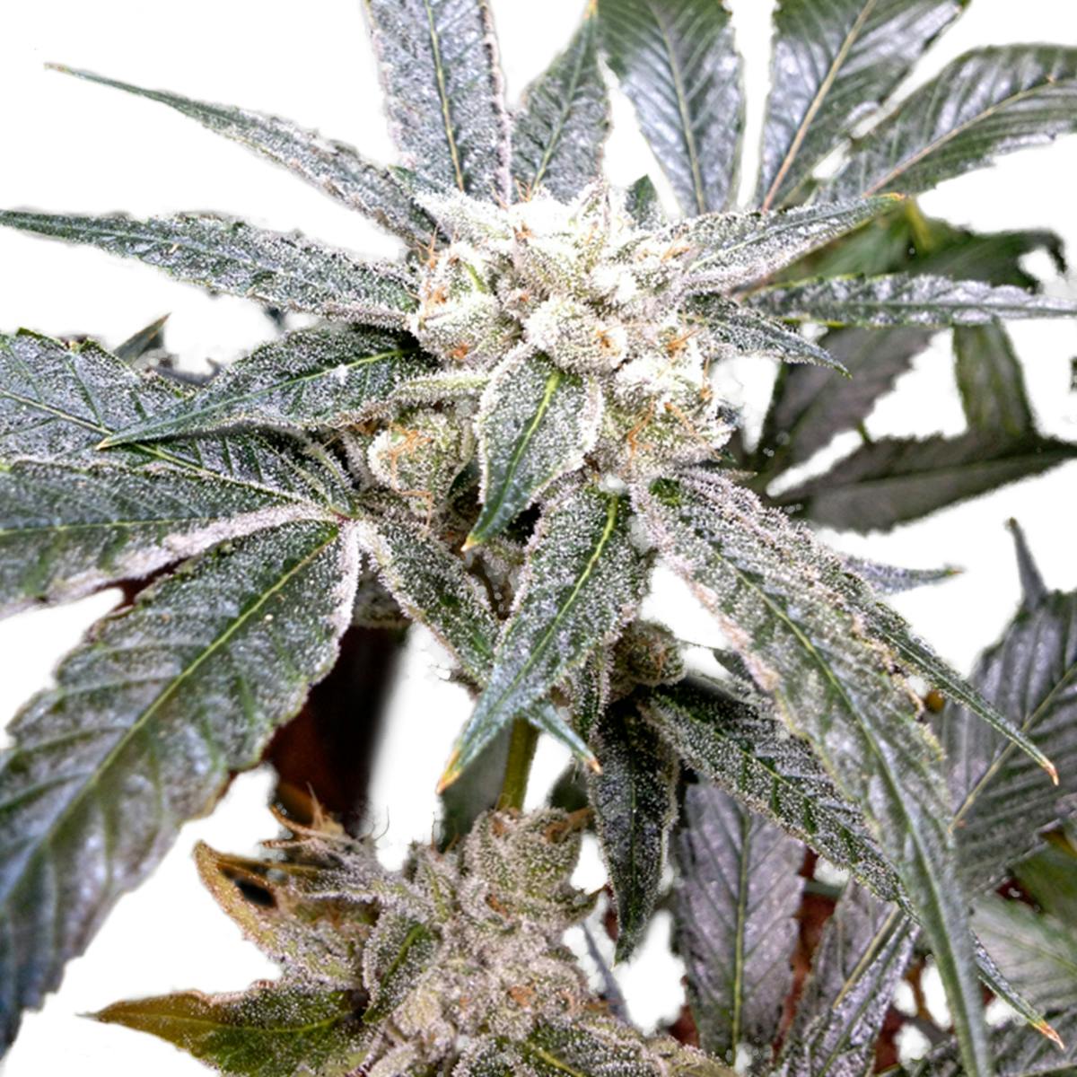 Grow Your Own - EL Fuego - 1