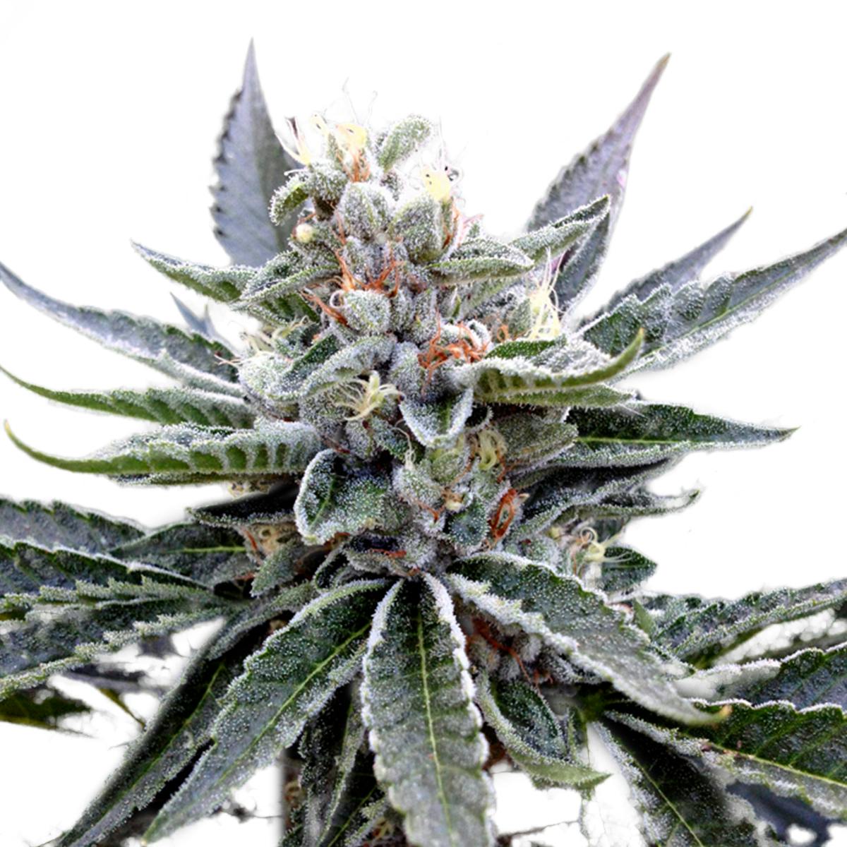Grow Your Own - Florida Gold - 1