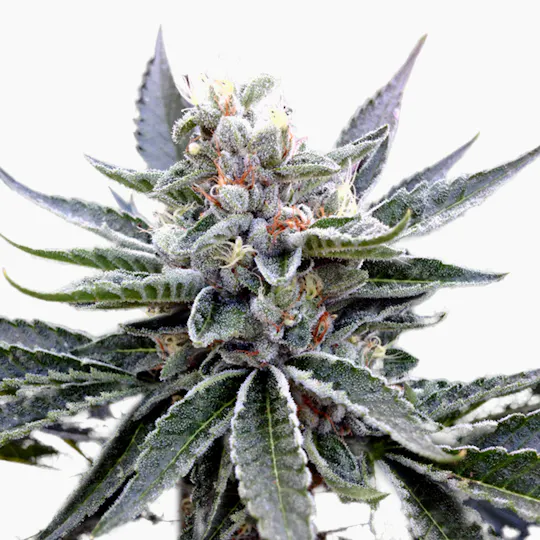 Grow Your Own - Florida Gold - 1