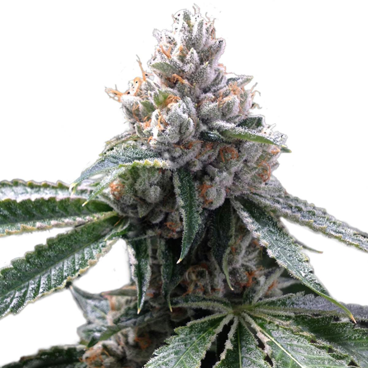Grow Your Own - Florida Lemons - 1