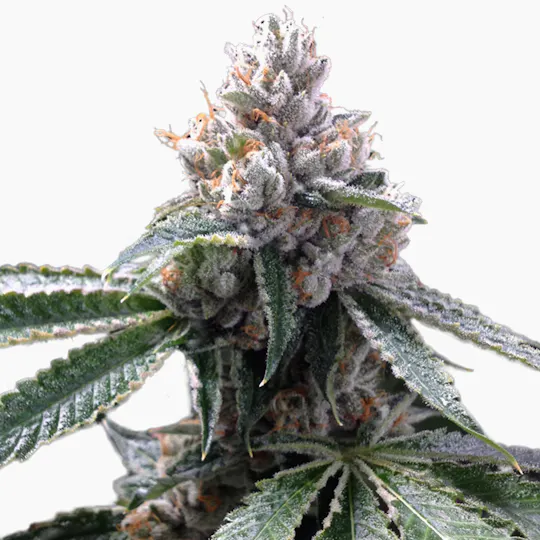Grow Your Own - Florida Lemons - 1