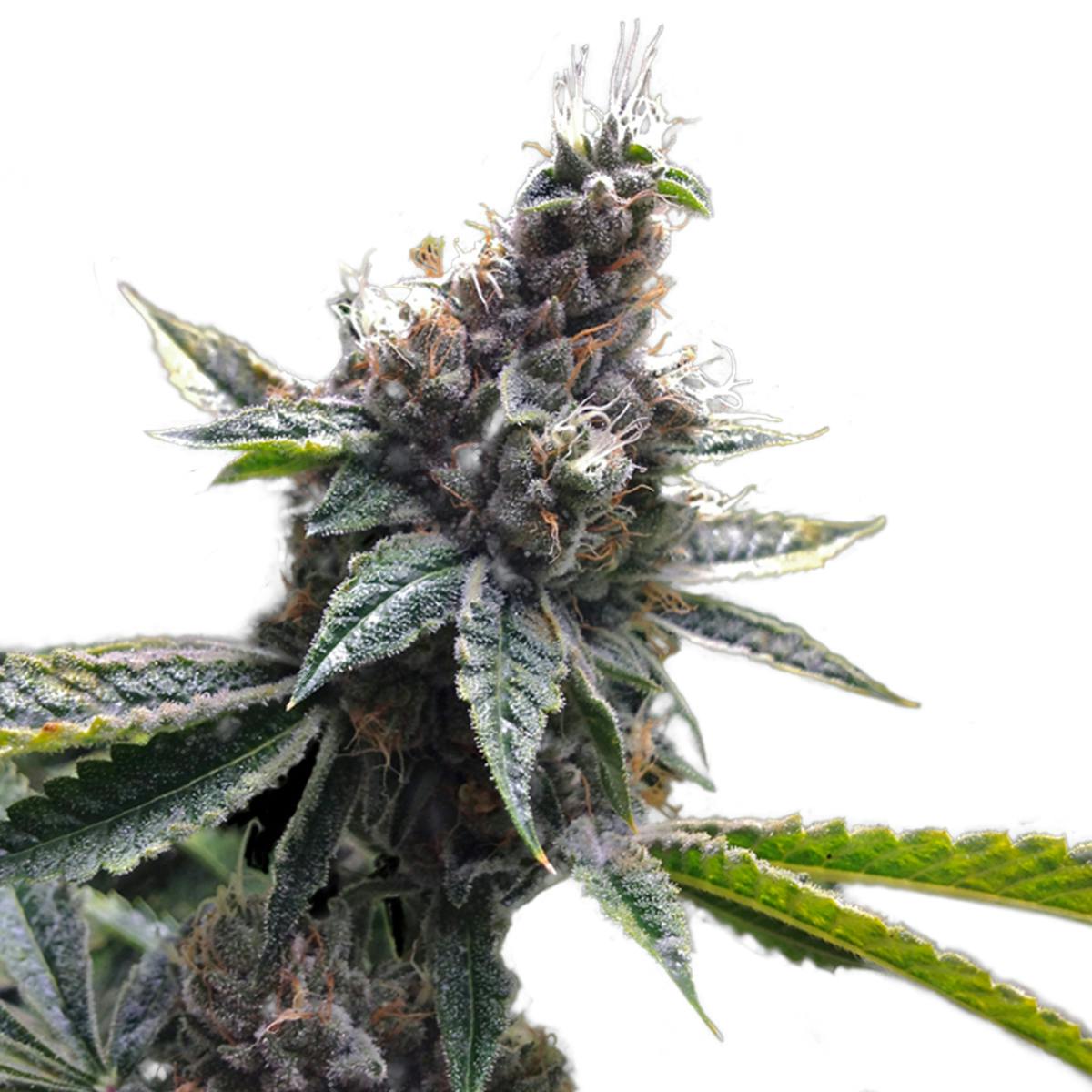 Grow Your Own - Florida OG - 1