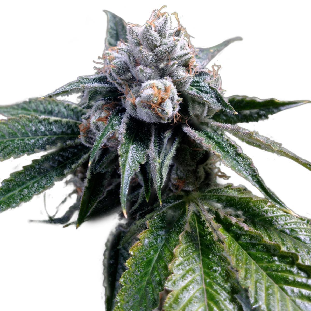 Grow Your Own - Lemon Walker - 1