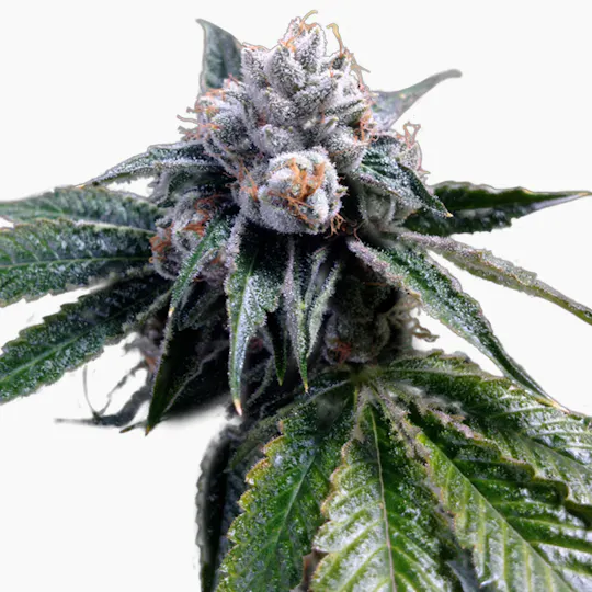 Grow Your Own - Lemon Walker - 1