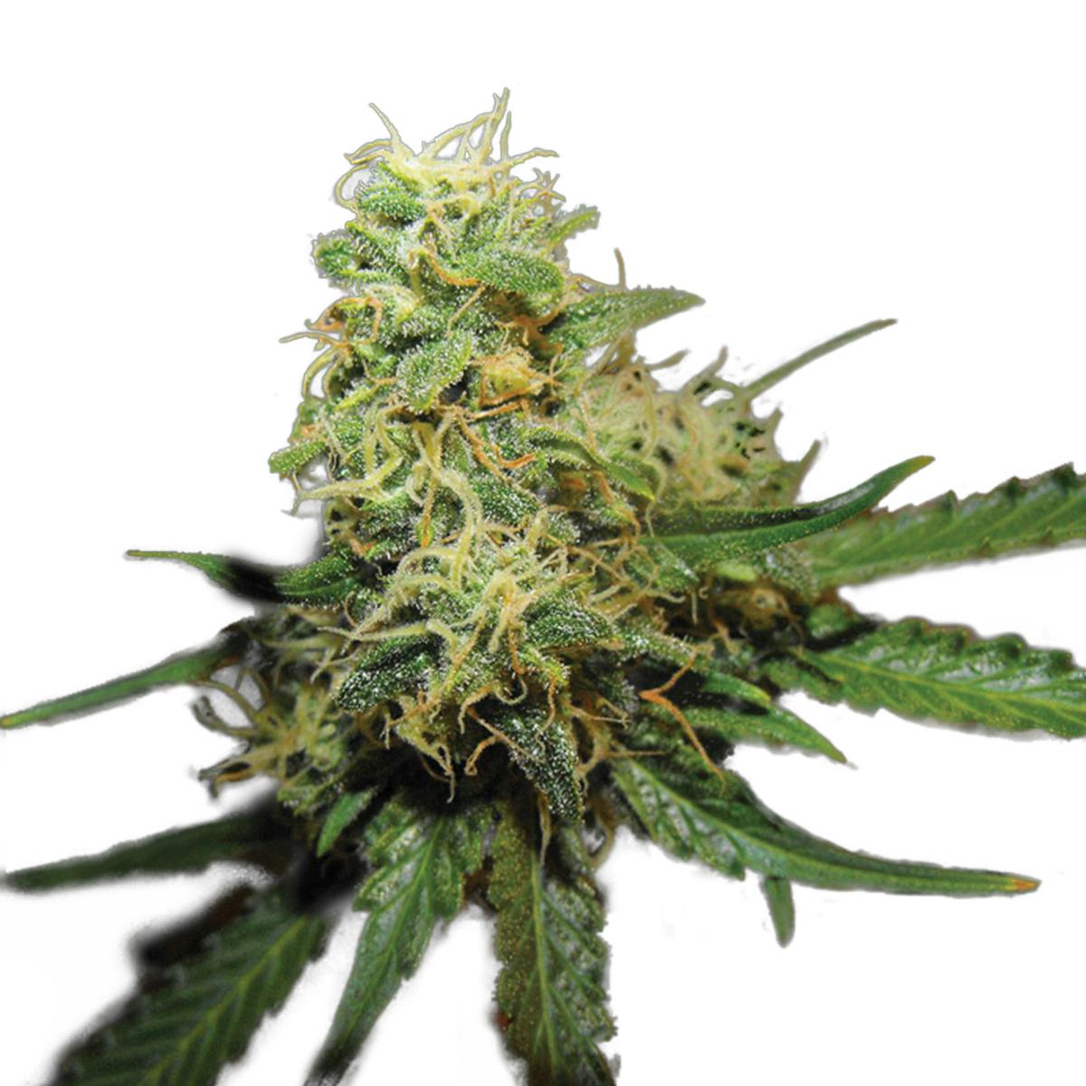 Grow Your Own - R.K.S (Re-Branded G.Y.O) - 1