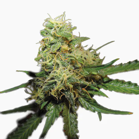 Grow Your Own - R.K.S (Re-Branded G.Y.O) - 1
