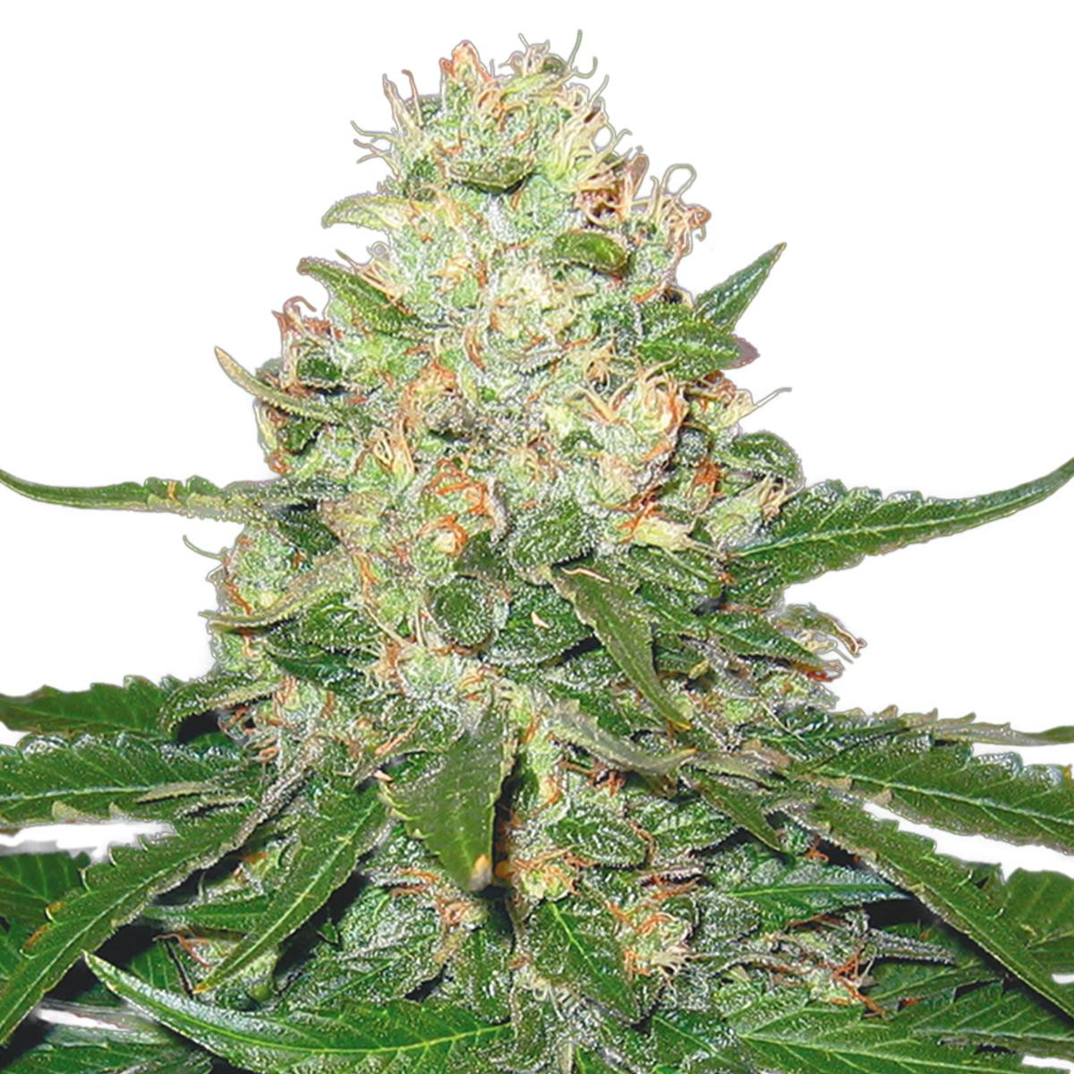 Grow Your Own - Rocklock (Re-Branded G.Y.O) - 1