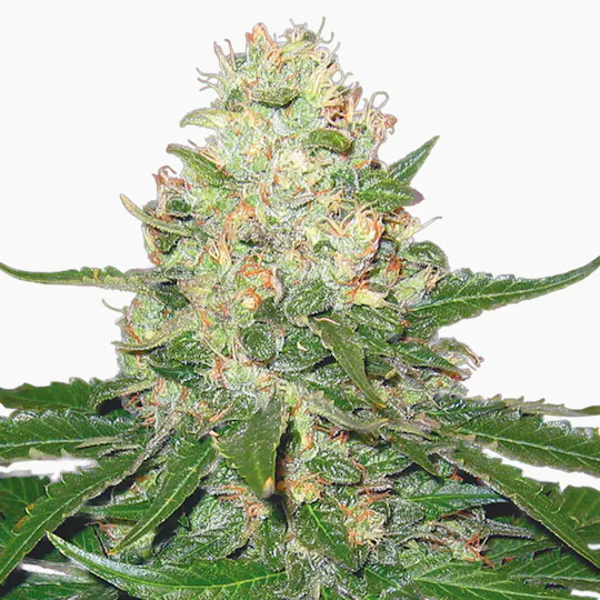 Grow Your Own - Rocklock (Re-Branded G.Y.O) - 1