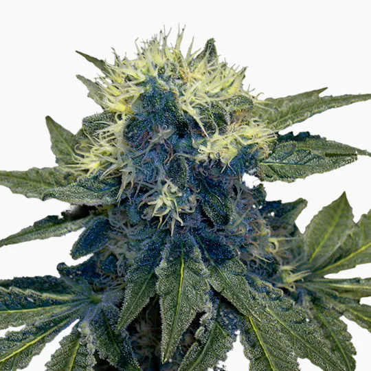 Grow Your Own - Sharksbreath (Re-Branded G.Y.O) - 1