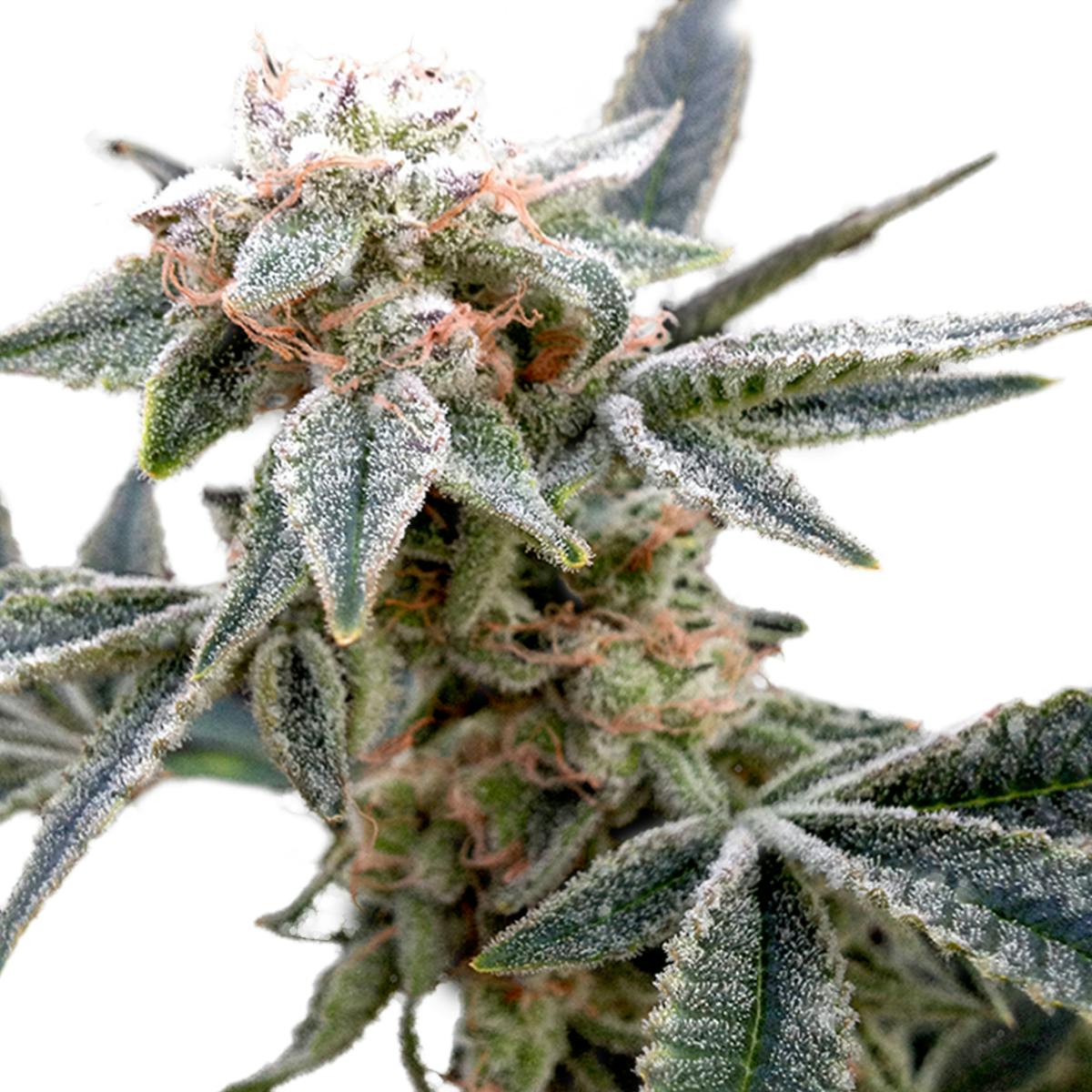 Grow Your Own - White Alien - 1