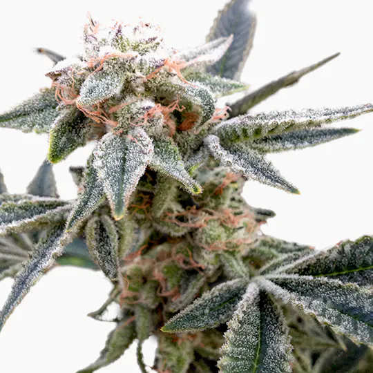 Grow Your Own - White Alien - 1