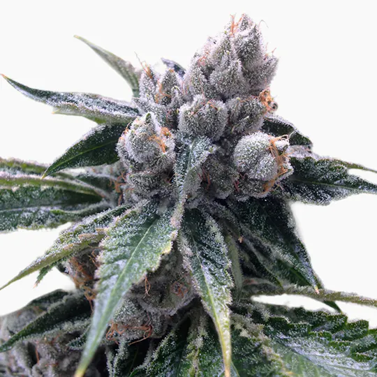 Grow Your Own - White Walker Kush - 1