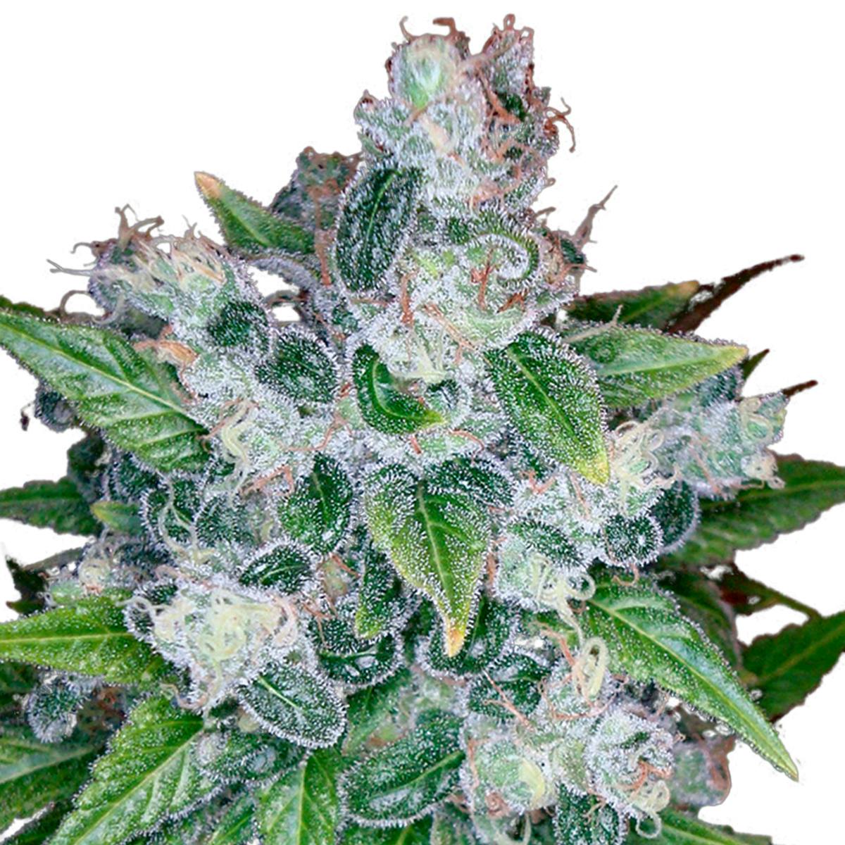 Reserva Privada - Kandy Kush - 1