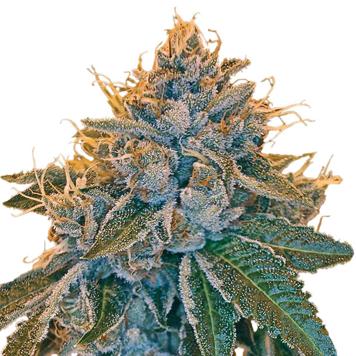 Reserva Privada - Kosher Kush - 1